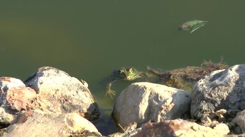 Green frog in pond swim out