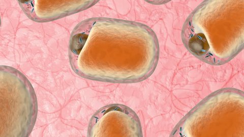 Fat cells in human tissue. 3d rendered animation.
