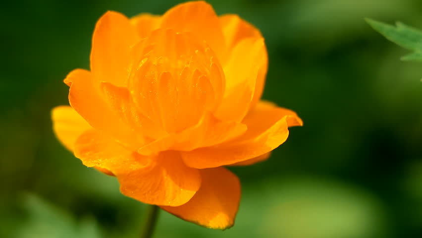 Orange Buttercup