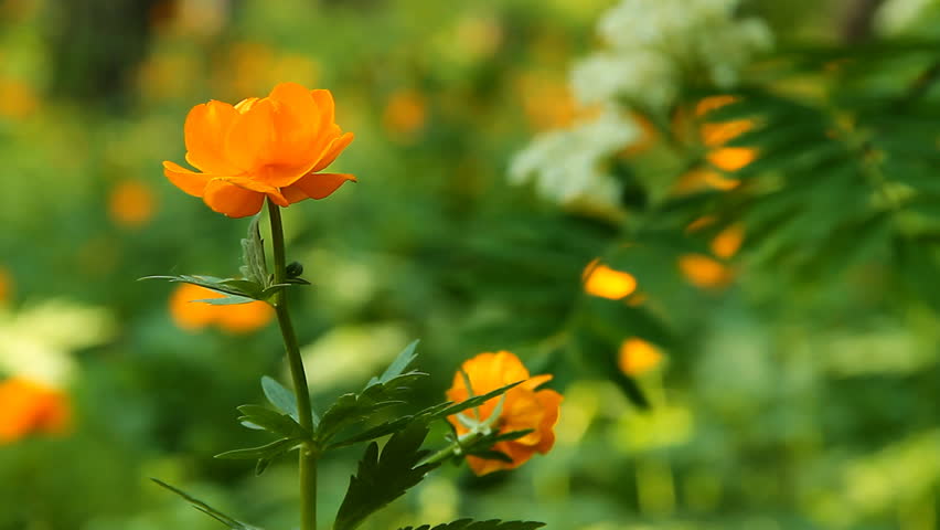 Orange buttercup flower tattoo designs