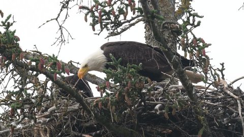 An adult bald eagle perched near a nest with three chicks inside near Homer, Alaska