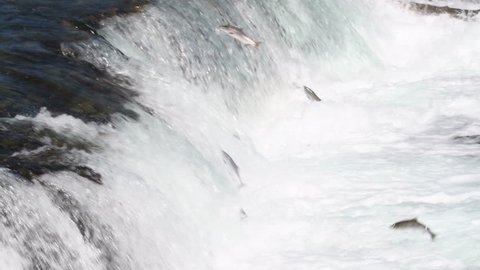 Hundreds of sockeye salmon leaping into the air to try and get over the waterfalls at Brooks Falls in Katmai National Park, Alaska