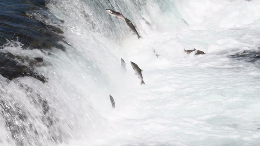 Hundreds of sockeye salmon leaping into the air to try and get over the waterfalls at Brooks Falls in Katmai National Park, Alaska
