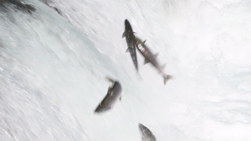 Hundreds of sockeye salmon leaping into the air to try and get over the waterfalls at Brooks Falls in Katmai National Park, Alaska