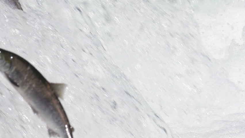 Hundreds of sockeye salmon leaping into the air to try and get over the waterfalls at Brooks Falls in Katmai National Park, Alaska