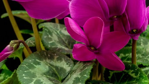Purple ornamental house plant cyclamen flower blossoming macro time lapseagainst a dark background/Cyclamen flower blossoming macro timelapse