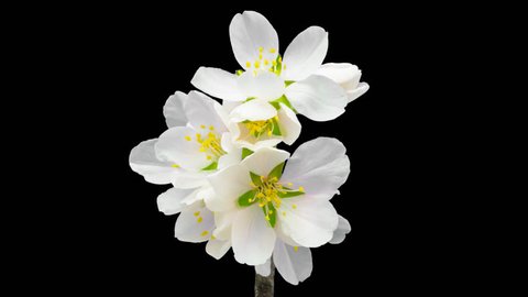 Almond flower growing and blossoming macro timelapse isolated with alpha, encoded with photo-png/ Almond flower blossoming macro timelapse
