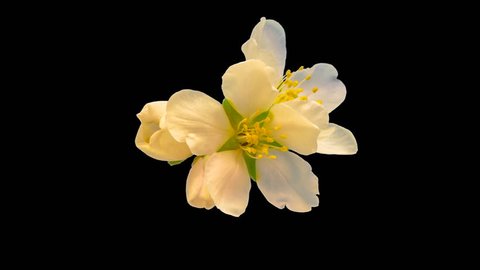 Almond flower blossoming and growing macro timelapse isolated with alpha, encoded with photo-png/Almond flower blossoming macro time lapse/Almond time lapse