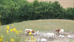 Large herd of white cows grazing in meadows of Italy.