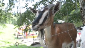 Goat at the Zoo
