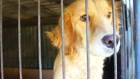 Lonely Puppy in Cage Stock Video