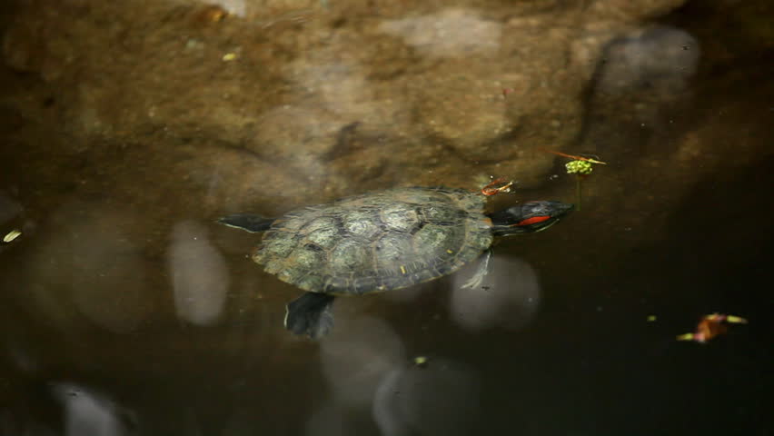 A little turtle swim in a lake, Testudines Reptile