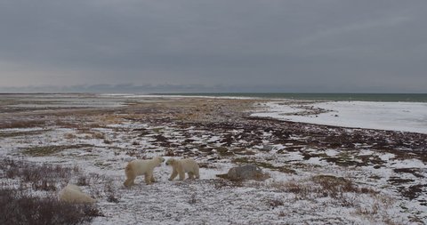 Wide two polar bears spar and tussle while third sleeps on snowy coast of sea