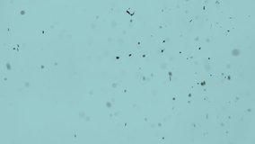 Particles in the liquid aquamarine. Filmed molecule in on a celadon background. Clip ID: background16_HD