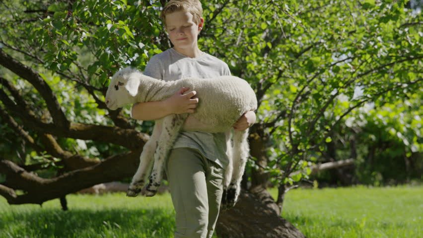 Medium shot of boy holding and petting lamb / Springville, Utah, United States