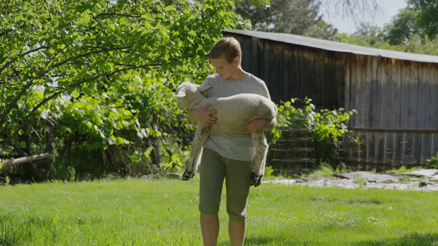 Medium slow motion shot of boy carrying and petting lamb / Springville, Utah, United States