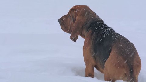 Young bloodhound dog standing in a snow bank with falling snow.