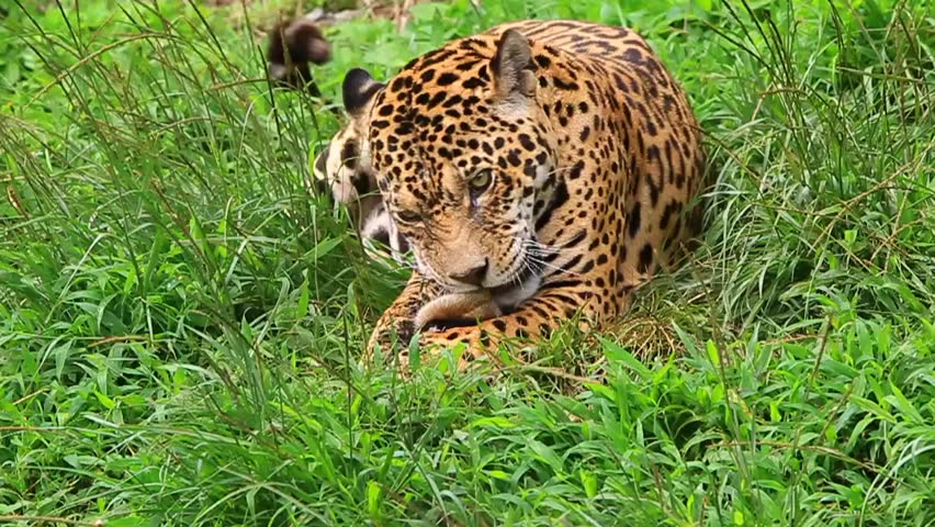 Large male jaguar eating, slow motion HD video