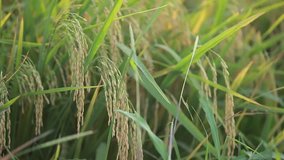 Close up view grain rice of paddy field with windy season