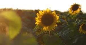 Beautiful Sunflower Field on Sunset. UltraHD