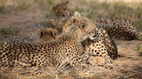 Cheetah (Acinonyx jubatus) mother grooming her cub, Kalahari desert, South Africa