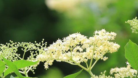 Elderflower is last flowers of spring are the most intense healing properties. Rain fed, bathed in the light of the sun getting stronger and caressed by gentle winds of May 1
