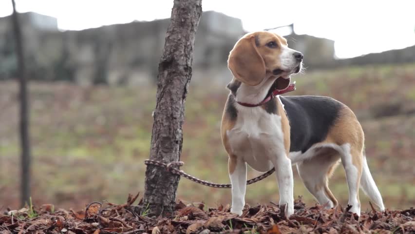 Brown dog was tied to a tree in the park by his master. Now the dog sit quietly and wait for his master 2
 | Shutterstock HD Video #18882272