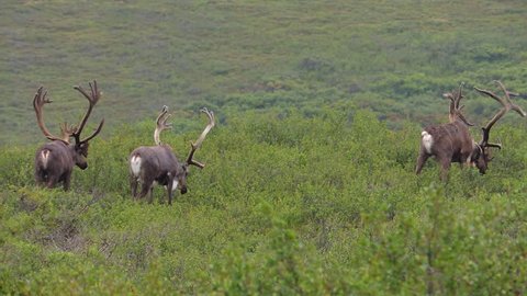 Three large bull Caribou doing a dance while being bugged by bugs in Denali National Park, Alaska;
