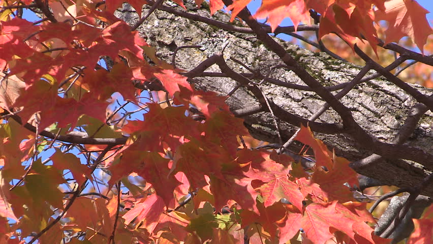 Ontario, Canada October 2015 Vibrant fall colors on sunny autumn day in Muskoka