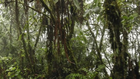 4k A Rainforest In Brazil Stockvideos Filmmaterial 100 Lizenzfrei Shutterstock