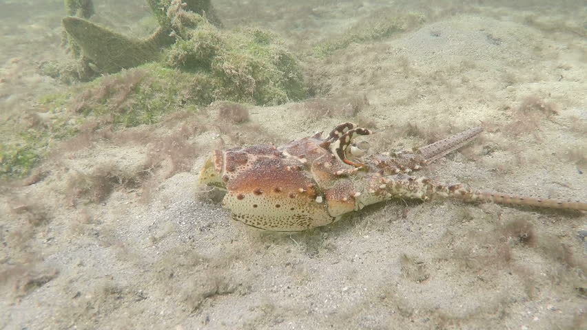 Underwater shot Lobster head on the sea floor