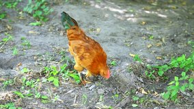 Close up video footage of beautiful young brown chicken searching for food outside on pasture.