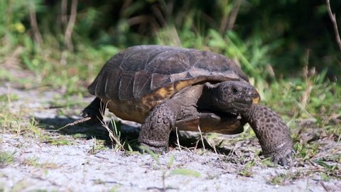 Ground Level view of Gopher Tortoise walking in the sunshine and pausing to eat grass as Wiggins Pass in Florida. The Gopher tortoise is a protected and endangered species of turtle in Florida.