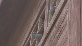 doves look out from the roof of slow motion video