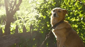 dog sitting on chain in a box sunlight behind green background slow motion video