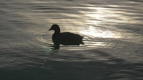 Duck (Eurasian coot) is cleaning its feather in sun glare on the water