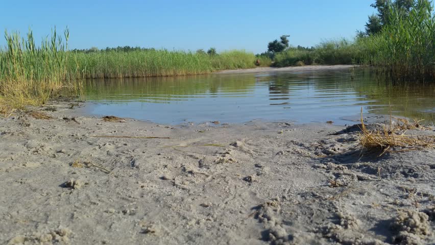 Static video lake with reeds clear day in summer, shot from below