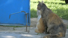 cat and the kitten back outdoors sit slow motion video