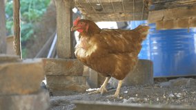 redhead farm bird chicken in yard of a pet slow motion video