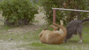 Two dogs play slow motion video