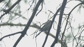 cloudy day on a branch bird sitting slow motion video