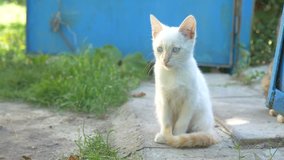 white kitten the cat outdoors slow motion video