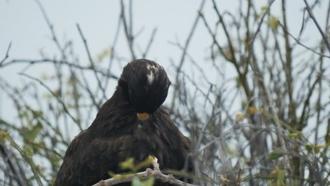close up of a galapagos hawk preening on isla espanola in the galapagos islands, ecuador