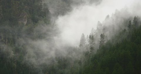 4k time lapse of mountain mist rising in the morning,fog pine trees,such as wonderland.Bomi County in tibet,the largest precipitation area in China. 4k