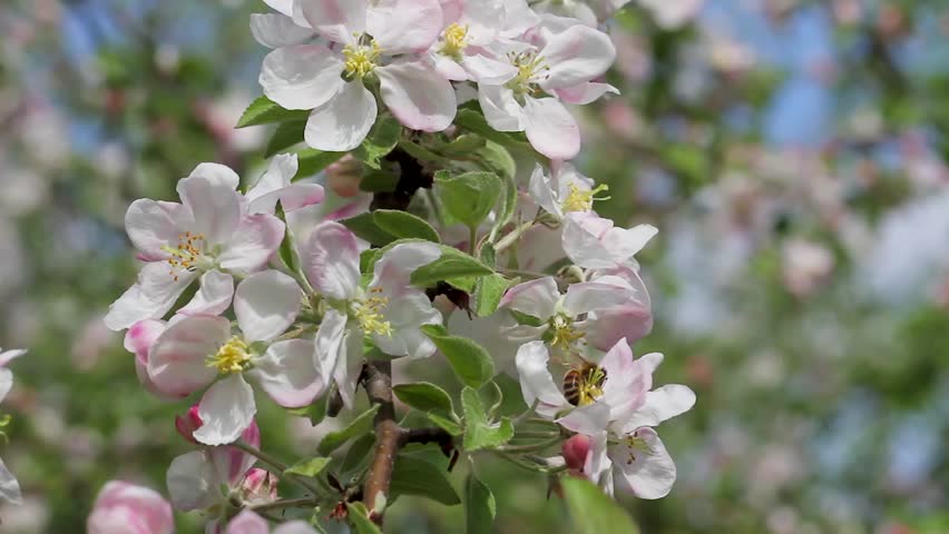 flowers of apple tree