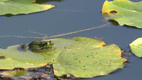 Green frog on lily