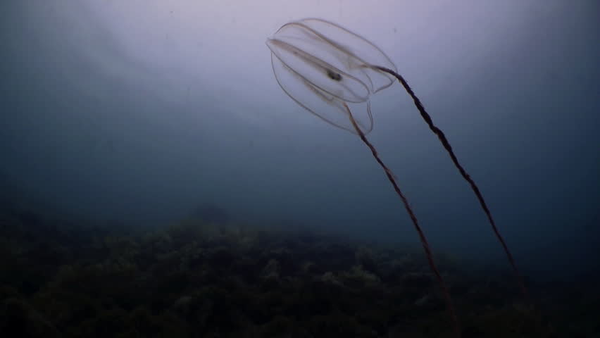 Comb Jellyfish Mnemiopsis swiming in cold water. Beautiful landscapes amazing underwater world nature and its inhabitants in clean cold blue waters sea ocean. Marine life in Greenland Iceland Arctic