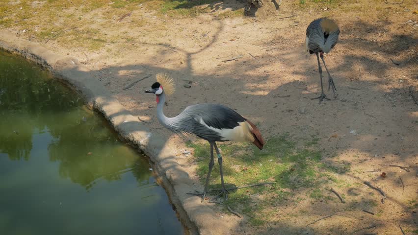 Crowned crane couple in zoological park