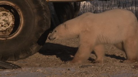 Slow motion - polar bears walking under carriage of tundra buggies in golden light - A001 C024 1029CQ 001
