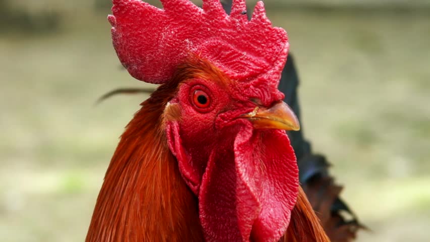 Close-up on the head of a rooster.